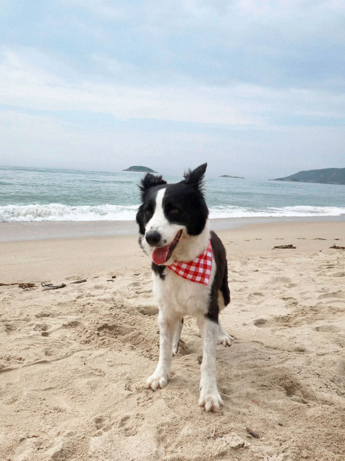 SpiArt Cotton Triangle Scarf for Pets - Image 3
