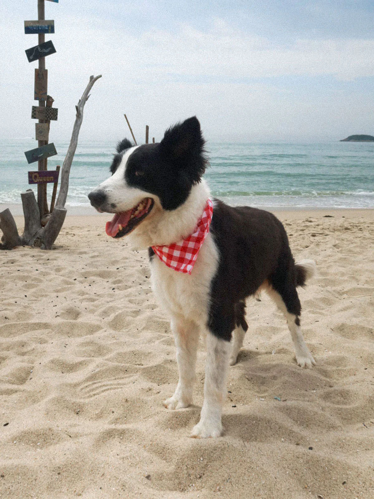 SpiArt Cotton Triangle Scarf for Pets - Image 4